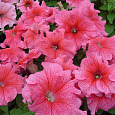 Петуния крупноцветковая Танго Розовая