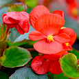 Бегония вечноцветущая зеленолистная Монза Скарлет Бегония вечноцветущая зеленолистная Монза Скарлет