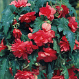 Бегония ампельная Шансон Темно-красная Бегония ампельная Шансон Темно-красная