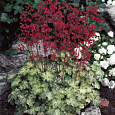 Гейхера гибридная Геркулес