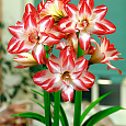 Амариллис гибридный Exotic Peacock Амариллис гибридный Exotic Peacock