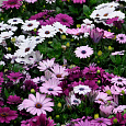 Остеоспермум Смесь окрасок Остеоспермум Смесь окрасок
