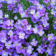 Аубриета (Обриета) дельтовидная Kitte Blue Аубриета (Обриета) дельтовидная Kitte Blue