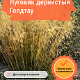 Луговик дернистый Голдтау