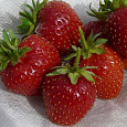 Земляника садовая Росинка Земляника садовая Росинка