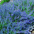 Котовник Фассена Light blue