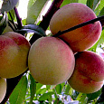 Персик  Гринсборо Персик  Гринсборо