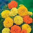 Бархатцы Прямостоячие Смесь окрасок