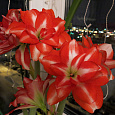 Амариллис гибридный Exotic Peacock Амариллис гибридный Exotic Peacock
