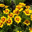 Кореопсис ланцетовидный Baby Gold Кореопсис ланцетовидный Baby Gold