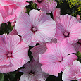 Лаватера Красотка розовая
