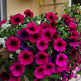 Петуния ампельная F1 Вейв Парпл