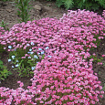 Камнеломка Арендса Carpet Pink
