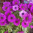 Остеоспермум Пэшн Пинк Остеоспермум Пэшн Пинк