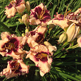 Лилейник гибридный Сабина Бауэр Лилейник гибридный Сабина Бауэр