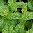 Мята курчавая Марокканская