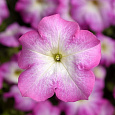 Петуния грандифлора Тритуния Пинк Морн