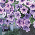 Петуния ампельная Опера Лилак Айс