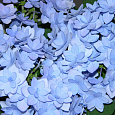 Гортензия крупнолистовая Романс Блю