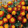 Бархатцы отклоненные махровые Петит гармония