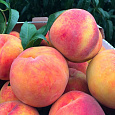 Персик Ред Хэвен Персик Ред Хэвен
