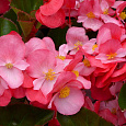 Бегония клубневая Нонстоп Пинк Бегония клубневая Нонстоп Пинк