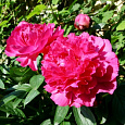 Пион травянистый Барбара Пион травянистый Барбара