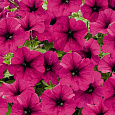 Петуния ампельная Саксесс Бургунди