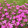 Гвоздика Травянка Confetti Deep Rose