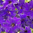 Петуния грандифлора Дримс Миднайт