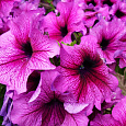 Петуния грандифлора Дэдди Шугар