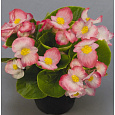 Бегония вечноцветущая зеленолистная Спринт Плюс Эппелблоссом Бегония вечноцветущая зеленолистная Спринт Плюс Эппелблоссом