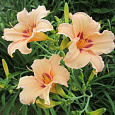 Лилейник гибридный Lynn Hall Лилейник гибридный Lynn Hall