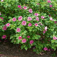 Роза морщинистая Рубра