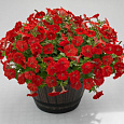 Петуния ампельная Саксесс Ред