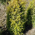 Можжевельник обыкновенный Голд Коне Можжевельник обыкновенный Голд Коне