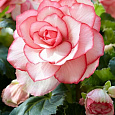 Бегония Клубневая Bouton de Rose Бегония Клубневая Bouton de Rose