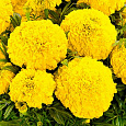 Бархатцы прямостоячие F1 Каландо Голд