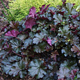 Гейхера гибридная Prince