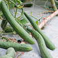 Огурец Сортовой Китайские змеи Огурец Сортовой Китайские змеи