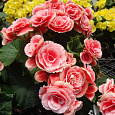 Бегония Клубневая Camelia Бегония Клубневая Camelia