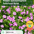 Флокс Шиловидный Fabulous Rose