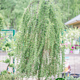 Лиственница европейская Pendula на штамбе