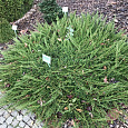 Можжевельник горизонтальный Prince of Wales