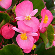 Бегония клубневая Нонстоп Пинк Бегония клубневая Нонстоп Пинк