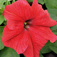 Петуния грандифлора Игл Ред
