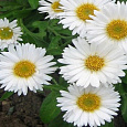 Астра альпийская White Астра альпийская White