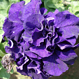 Петуния махровая	Дабл каскад блю