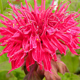 Монарда (Дикий бергамот) гибридная Pink Supreme