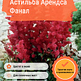 Астильба Арендса Фанал